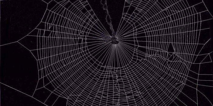 1206x958 Spider Web Wallpaper Desktop #CJQ | Animals | Spiderman spider