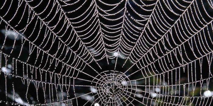 1280x1024 Spider Web Wallpaper For Android #zXd | Animals | Spider, Spiderman