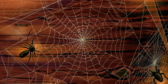 1920x1200 Spider Wallpaper - Wallpapers Browse