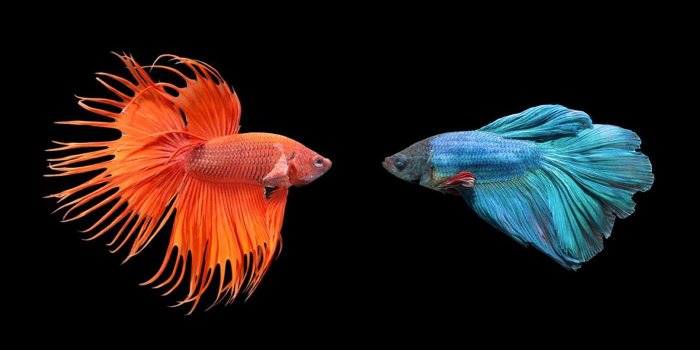 1399x874 Microsoft release 4 new Windows 10 Themes with beautiful photography