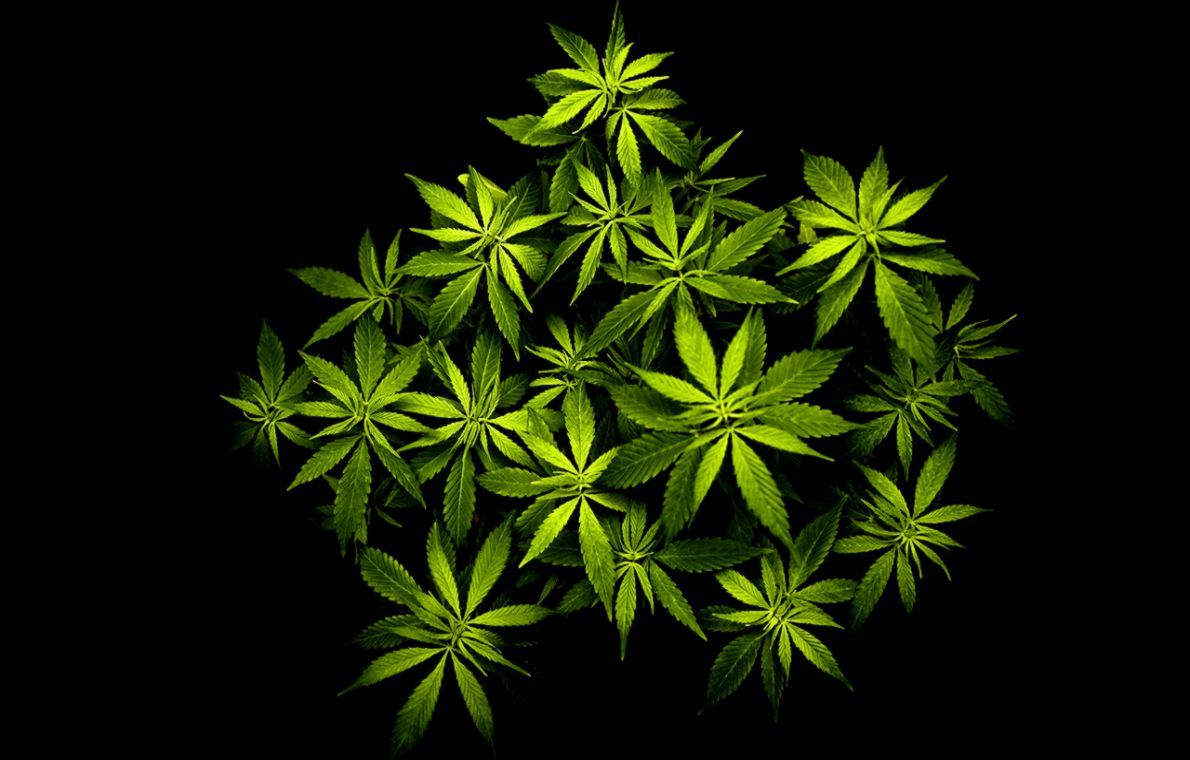 1190x760 3D Wallpaper Cool Weed Leaf Marijuana Hd Wallpapers | Wallpapers Base