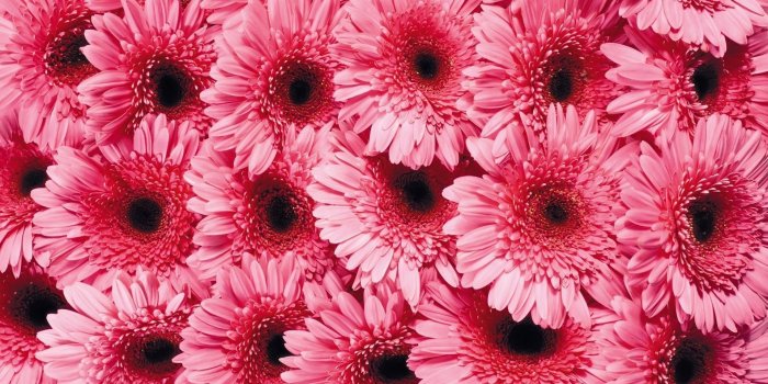 1920x1200 40+ Gerbera Daisies Wallpapers on WallpaperPlay