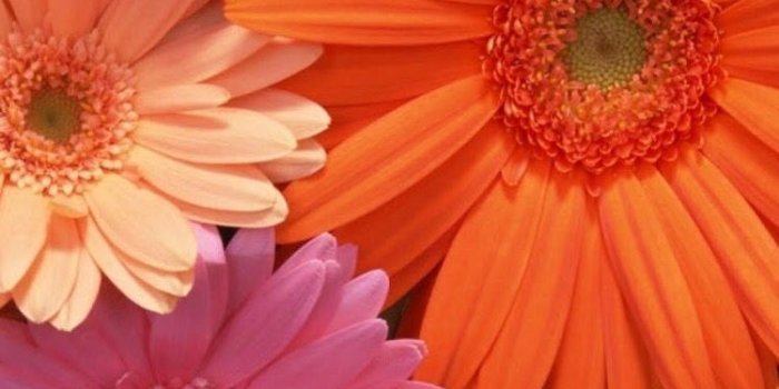 750x1334 iPhone wallpaper | Wallpapers | Gerbera, Daisy wallpaper, Flowers