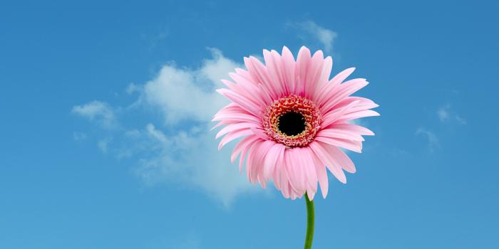 2560x1600 45+ Gerbera Daisy Wallpapers - Download at WallpaperBro