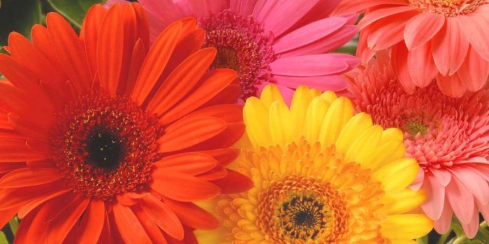 1024x768 70+] Gerbera Daisy Wallpaper on WallpaperSafari