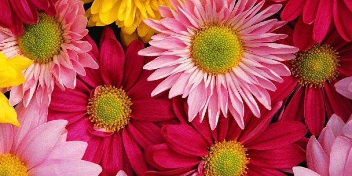 1024x768 Gerbera Daisies wallpaper | 1024x768 | #42470