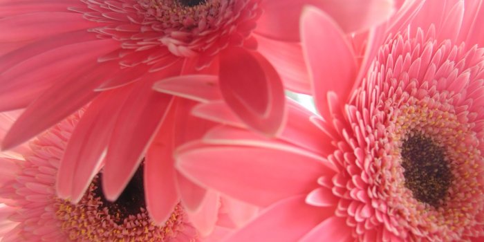 2560x1600 Gerber Daisies are some of my favorite | Flowers | Flower background