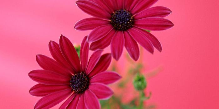 1280x1024 Gerbera Daisies Wallpapers