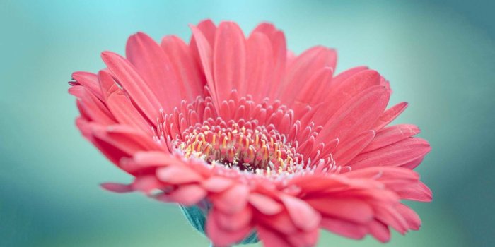 1920x1200 40+ Gerbera Daisies Wallpapers on WallpaperPlay