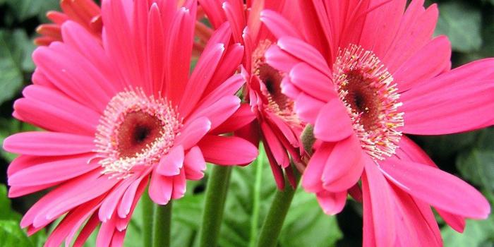 1024x768 Desktop Wallpapers » Flowers Backgrounds » Gerbera Daisy Pink » www