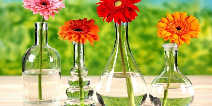 1920x1200 Gerbera Daisies Wallpaper (49+ images)