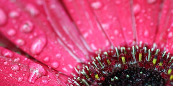 1920x1200 Gerbera Daisies Wallpapers