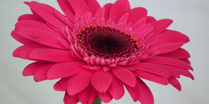 3648x2736 Meaning ; Symbolism of Gerbera Daisy Flower « Wallpaper Tadka