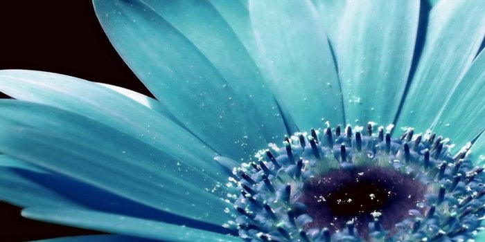 1366x768 Related Pictures Gerbera Daisy Wallpaper Wallpaper Hd Background