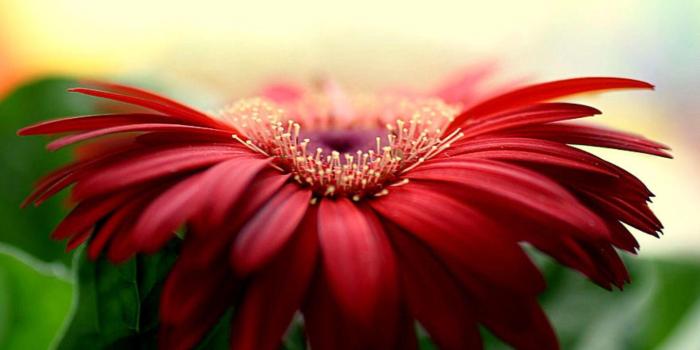 1440x936 Gerbera Daisies Wallpapers