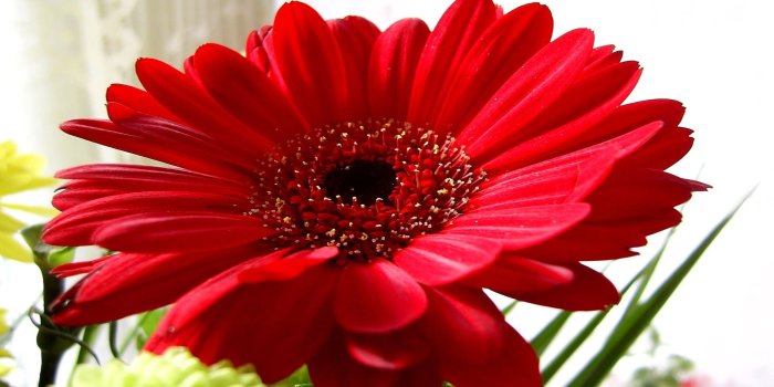 1920x1080 Red Gerbera Daisy flower in closeup photo HD wallpaper | Wallpaper Flare