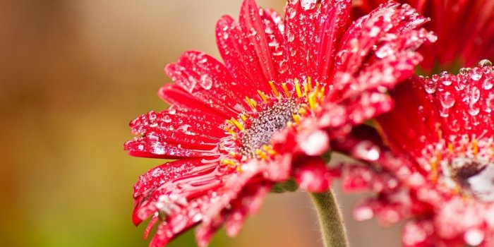 1920x1200 40+ Gerbera Daisies Wallpapers on WallpaperPlay