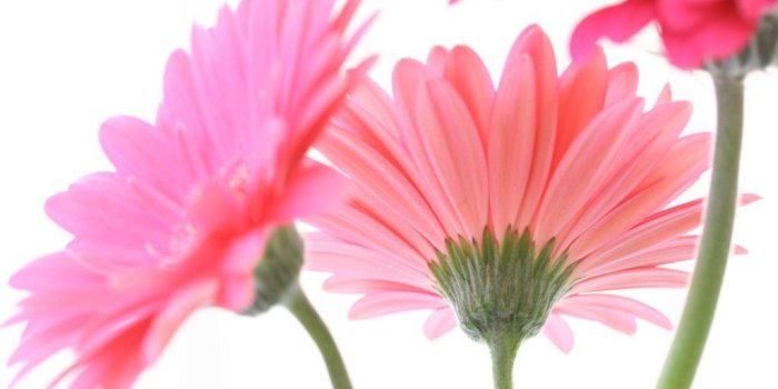 1024x768 pink daisies | Pink Gerber Daisies | Pink Flowers | Daisy wallpaper