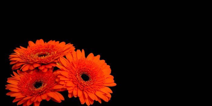 2560x1440 Wallpaper Gerbera flowers, Orange Gerber Daisies, Dark background