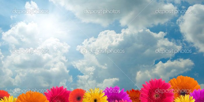 1023x852 47+] Gerber Daisy Wallpaper Border on WallpaperSafari