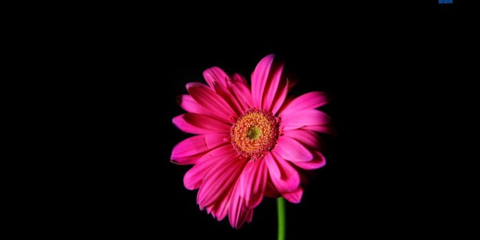 1600x900 Hot pink gerber daisy wallpaper 1600x900 – Pure High-definition