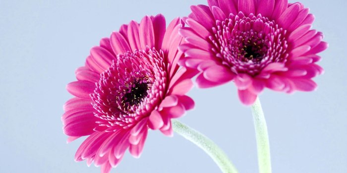 1920x1200 Purple Gerbera Daisies Wallpapers in jpg format for free download