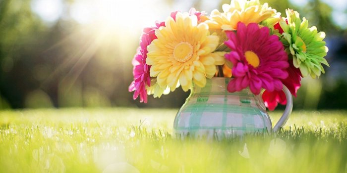 1920x1080 Red Gerbera Daisy HD wallpaper