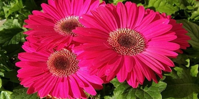 2560x1600 Light Pink Daisies Wallpaper Light Pink Gerbera Daisy Pink