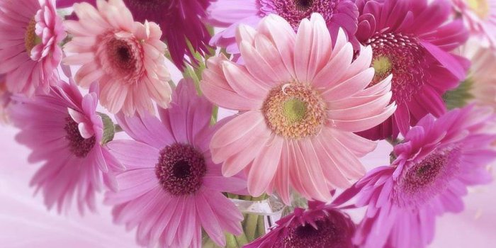 895x1200 gerbera daisy Wallpaper by criselda138 - a6 - Free on ZEDGE™