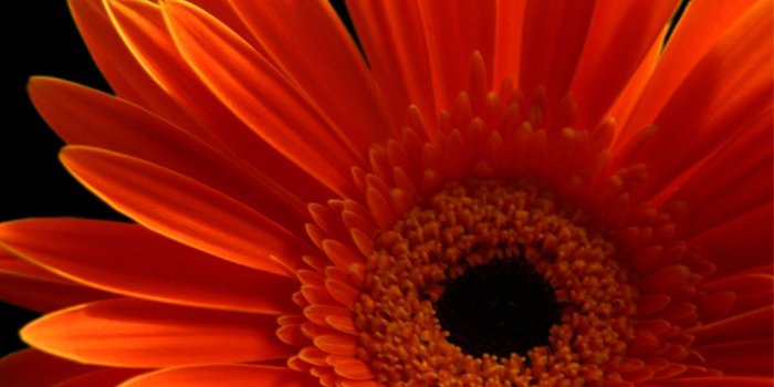 1024x768 Gerbera Daisy Wallpaper - Wallpapers Browse