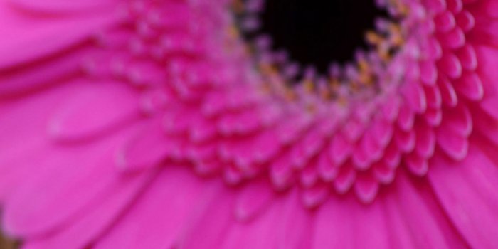 1440x2560 Gerbera Daisies Wallpaper ·① WallpaperTag