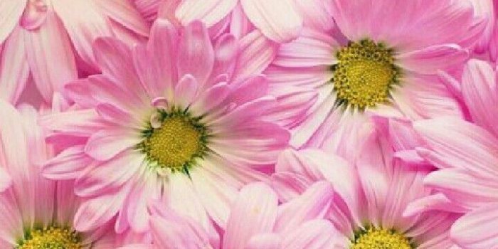 720x1280 Hot Pink Gerber Daisy Wallpapers Lovely Daisy Wallpaper iPhone