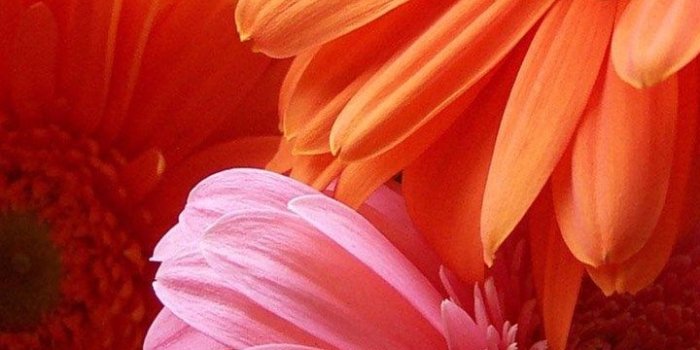 720x1280 Top Colorful Gerbera Daisy Wallpaper Images For Pinterest Desktop