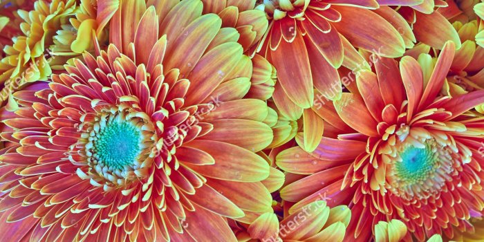 1500x990 27+ Daisy Backgrounds, Wallpapers, Images, Pictures | Design Trends