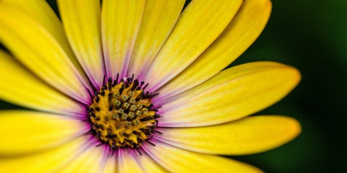 1920x1080 Wallpaper Gerbera daisy, Yellow, HD, 4K, Flowers, #4171