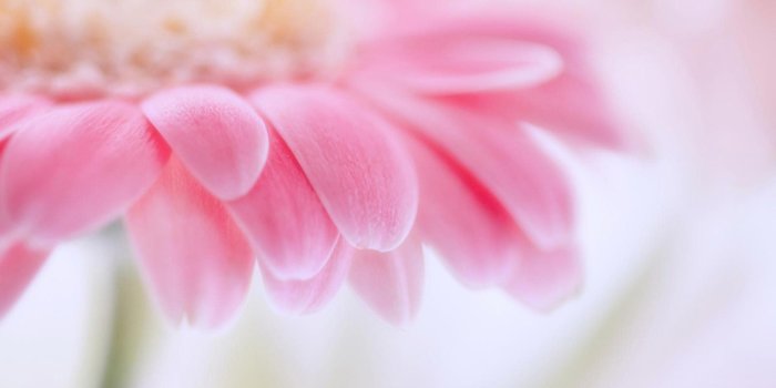 2560x1600 Pink Gerbera Daisy #6952511