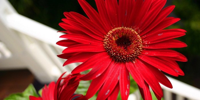 1600x1200 Gerber daisy | Gerber Daisies | Daisy wallpaper, Pink gerbera, Red