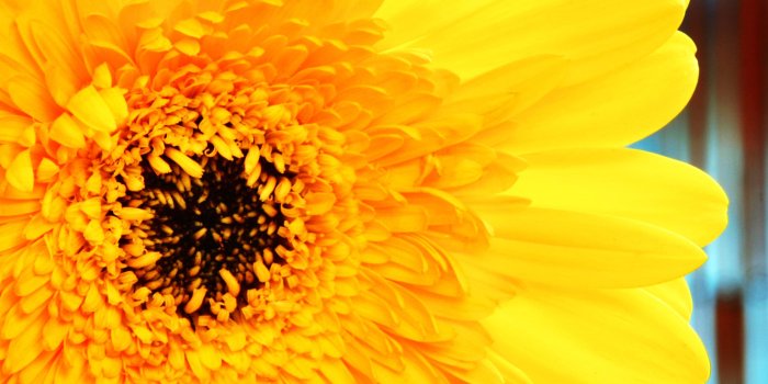 2560x2048 Preview Gerbera Daisy Background by Yolande Boothby