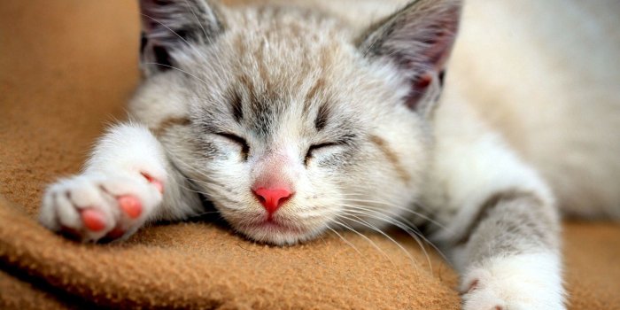 2560x1600 67+ Cute Kitty Wallpapers on WallpaperPlay