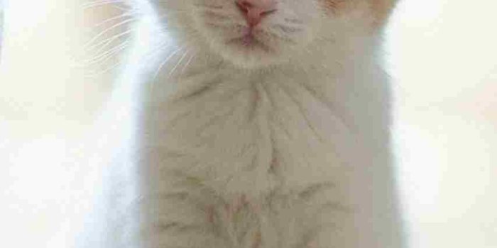 853x1517 Cute Cats Pics Hd - cats hd 6144. cute cat hd wallpaper for desktop