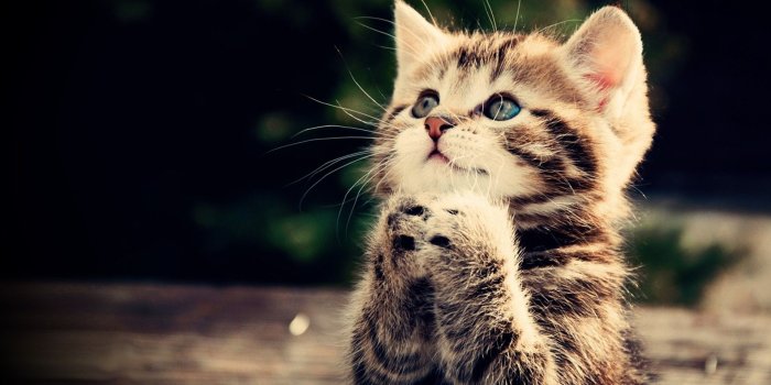1920x1080 75+ Cat Background Wallpapers on WallpaperPlay