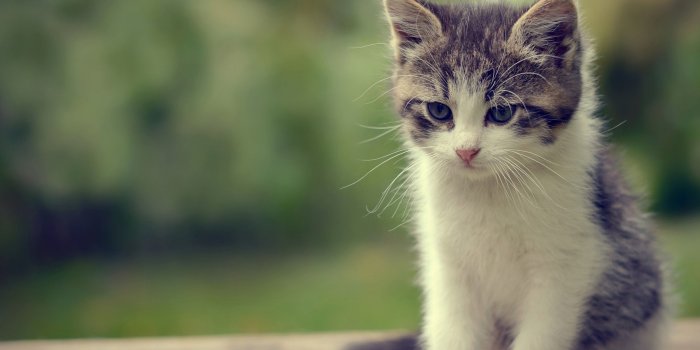 2545x1692 HD Cat Wallpapers, Cute Cat Photos, Free Cat Images, Claw, Hairy