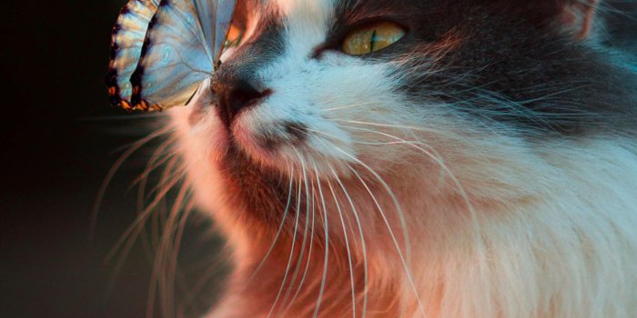 1242x2436 Cute Cat Wallpapers HD For Mobile Phone - I Like Cats Very Much