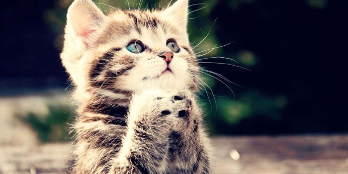 1280x720 Cute, Cat, Praying, HD Cat Wallpapers, Kittens, Puffy Cats