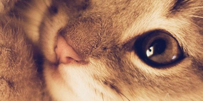 1080x1920 Cute kittie | le chat's | Kitten wallpaper, Cute cat wallpaper, Cat