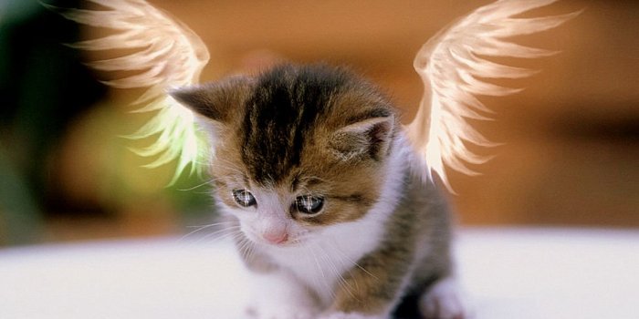 1366x768 Cute cat wallpapers Gallery
