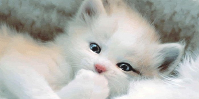 1366x768 Wallpapers For > Cute White Cat Wallpaper - Cute Black And White