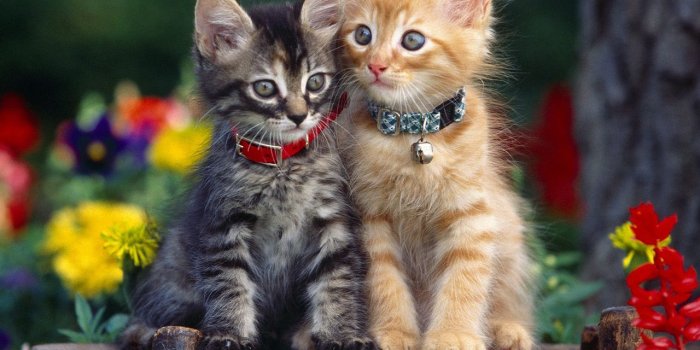 1280x1024 Cats wallpaper - Cats Wallpaper (5194876) - Fanpop