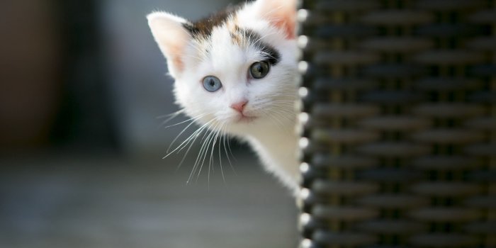 2560x1600 67+ Cute Kitty Wallpapers on WallpaperPlay