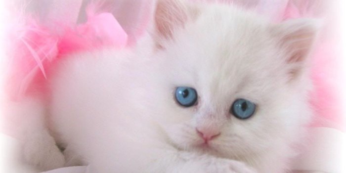 1366x768 30 Cute and Lovely Cat Wallpapers for Desktop